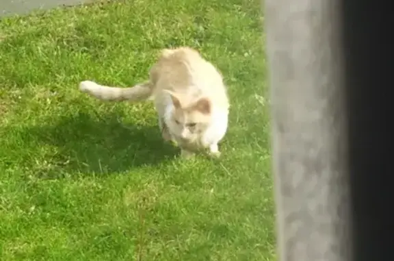 Chat trouvé maigre et sans poils à Cesson - photo