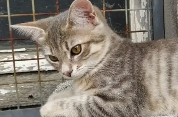 Chat perdu, Brest, photo: Chaton Sibérien perdu à Brest