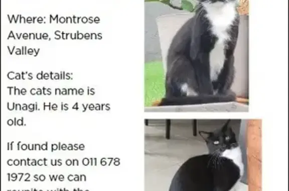 Lost Black Cat: Montrose Ave, Roodepoort