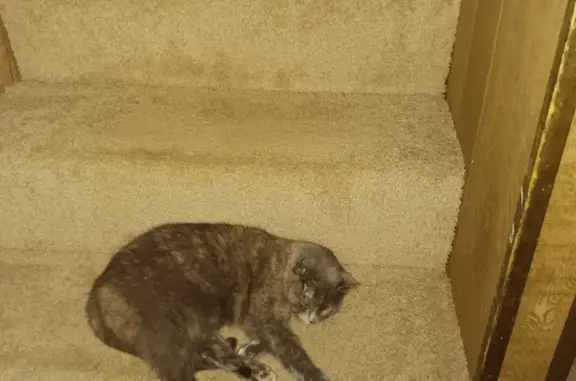 Lost Tortie Cat with Clipped Ear in Leesburg