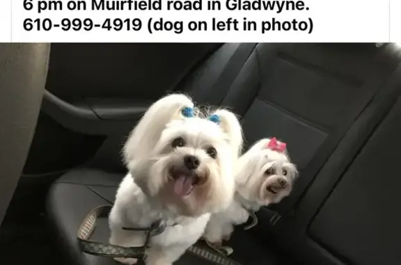 URGENT: Lost Maltese on Muirfield Rd