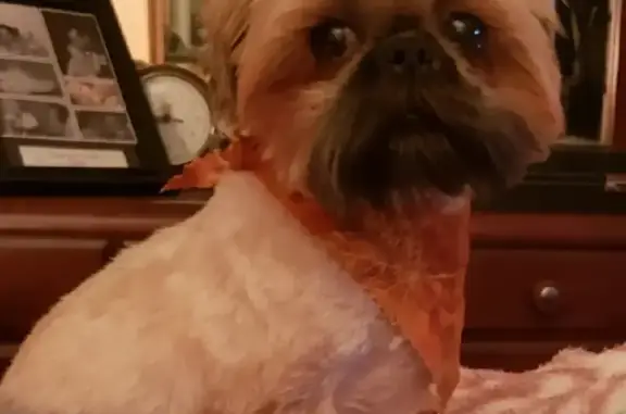 Lost Brown Shih Tzu: Stolen in Ooltewah