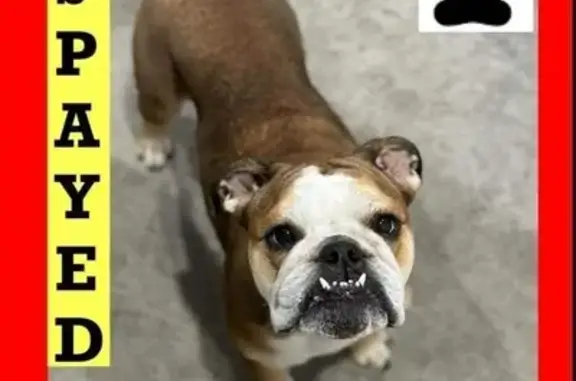 Help Bring Stella the Bulldog Home! 🐶❤️