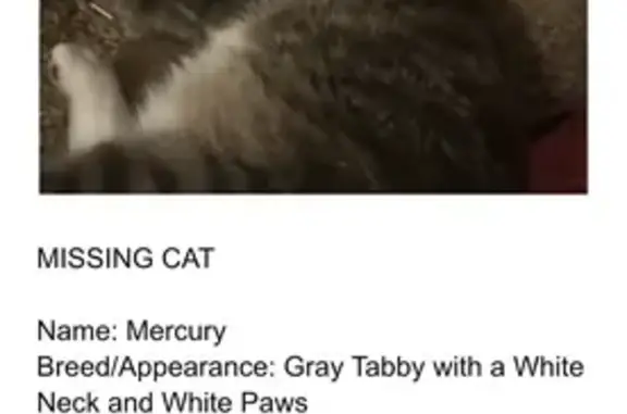 Help Find Mercury: Lost Gray Cat