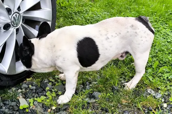 Bouledogue trouvé Rue Saint-Vivien, Bords - photo
