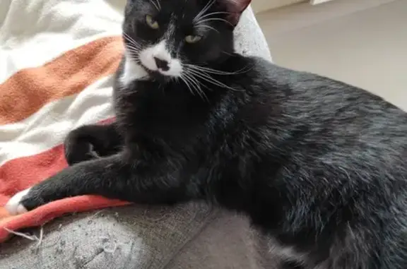 Chaton affectueux trouvé à Colombelles - photo