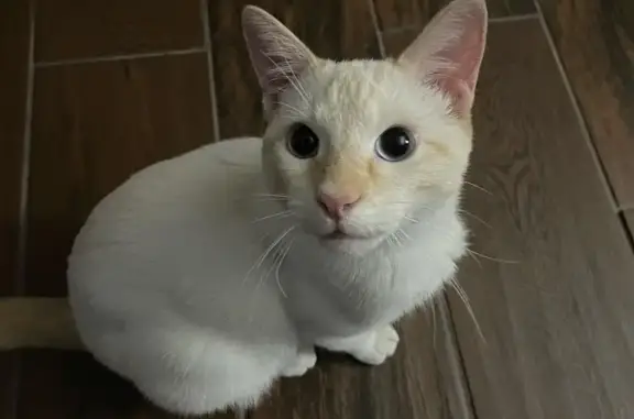 Lost White Cat: Orange Markings & Blue Eyes