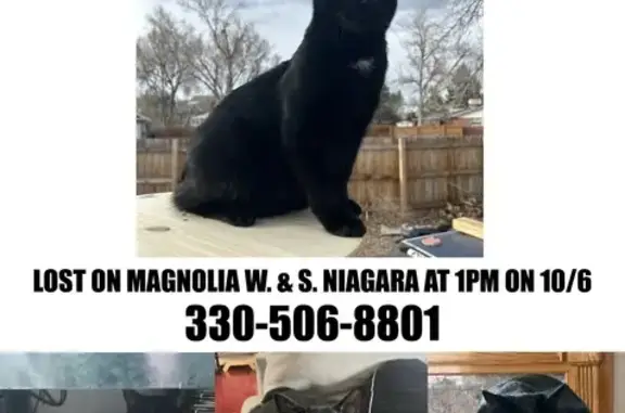 Lost Black Cat 'Zero' in Denver Area