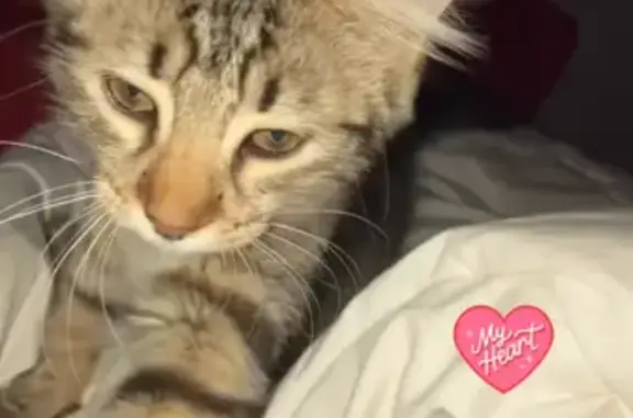 Chaton disparu à Montagnat : Aidez-nous ! - photo