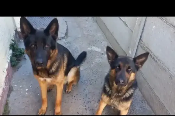 Lost German Shepherds: Livingstone Ave