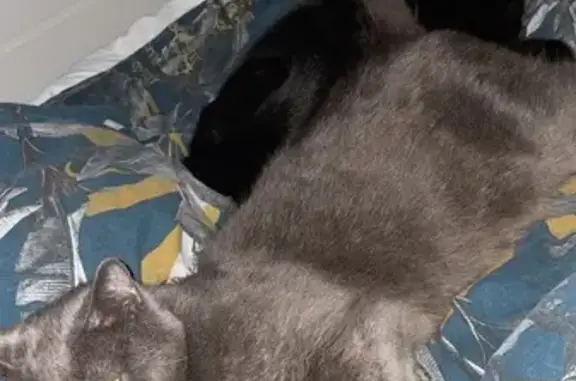 Chat perdu, , photo: Chat gris peureux perdu à La Rochefoucauld