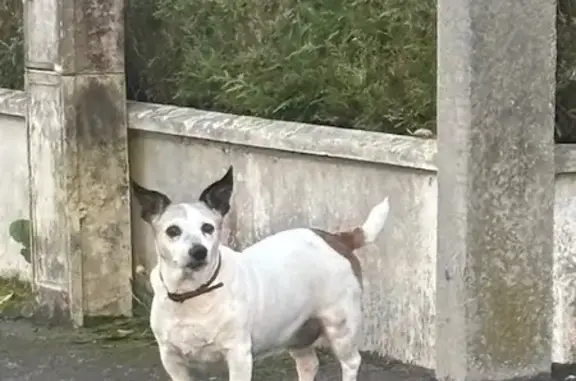 Chien blanc trouvé, collier rouge à Maltot - photo