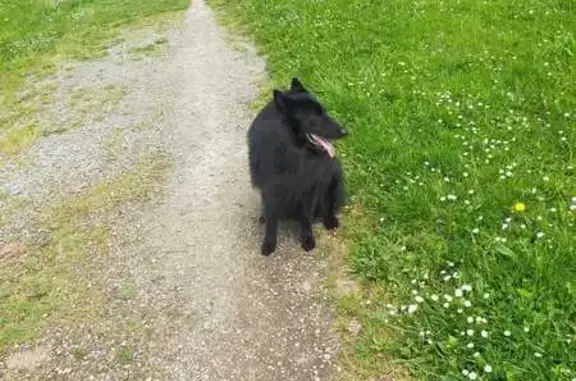 Chien perdu , photo : Chien noir disparu à Gesvres : Haku, 6 ans