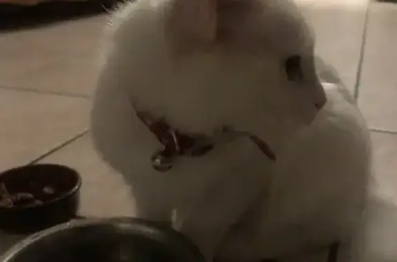 Chat trouvé Décines-Charpieu, photo: Chat trouvé : collier rouge, Décines