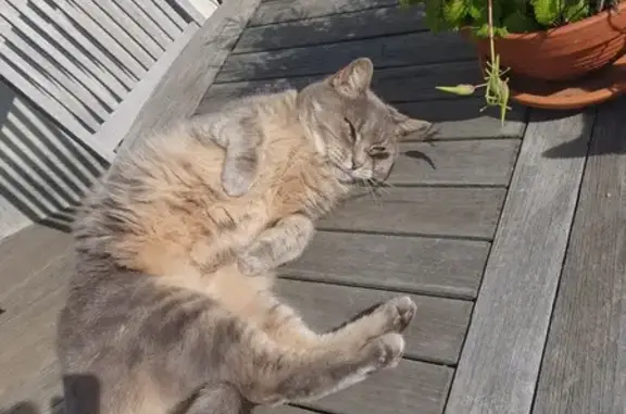 Animaux perdus Orléans, photo: Chatte Nala perdue à Orléans