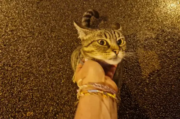 Animaux trouvés Romilly-sur-Seine, photo: Chatte tigrée trouvée à Romilly-sur-Seine