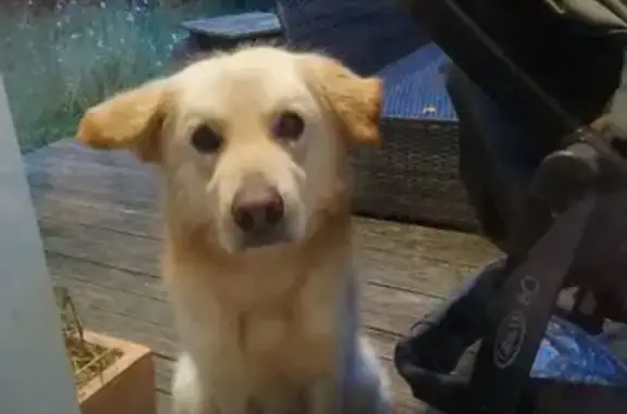 Chien croisé labrador trouvé à Nuelles - photo