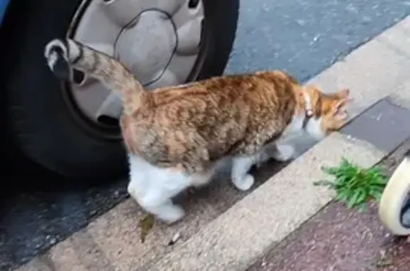 Chat trouvé rue Etienne Marcel, sociable - photo