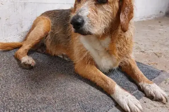 Animaux trouvés Vertaizon, photo: Chien mâle tricolore trouvé à Vertaizon