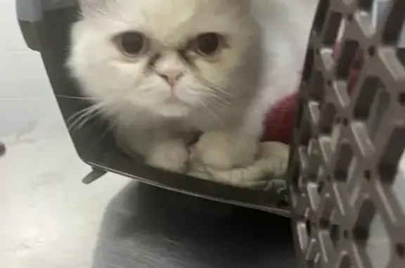 Chat mâle persan blanc trouvé à Septèmes - photo