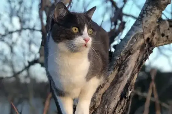 Animaux perdus , photo: Chatte Teepy perdue à Montbeugny
