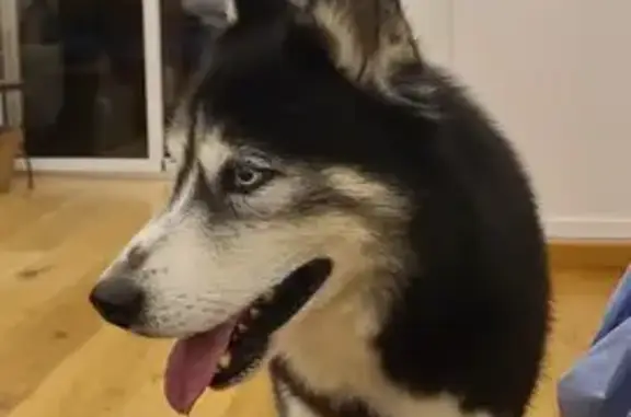 Animaux trouvés Crolles, photo: Chien type husky trouvé à Crolles