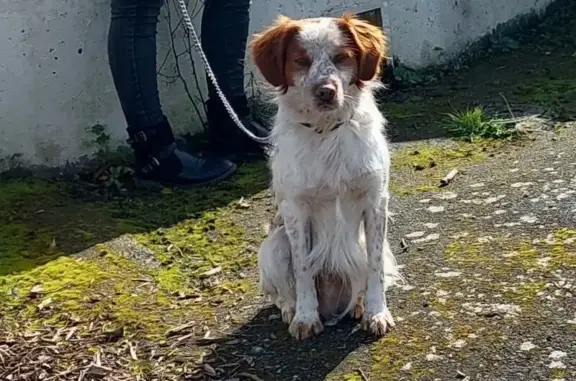 Animaux perdus , photo: Épagneul breton perdu à La Loge