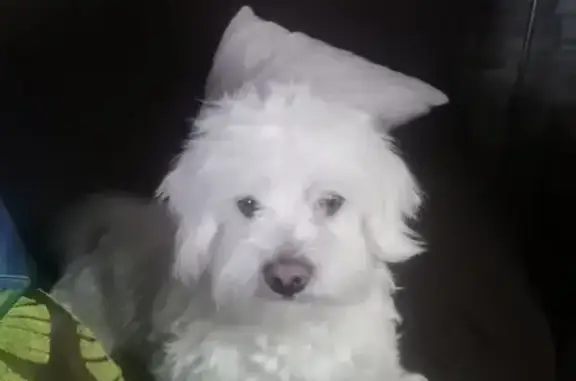 Perros perdidos, , foto: ¡Ayuda! Perro perdido en Cogollos de la Vega
