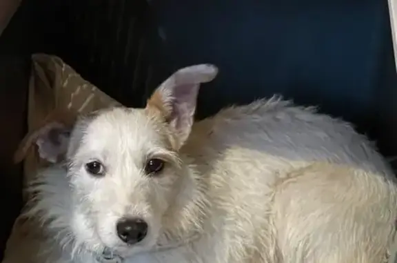 Chien perdu Ussel, photo : Chienne croisée Fox Terrier perdue à Ussel