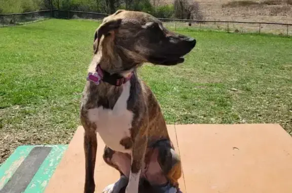 Missing Brindle Greyhound/Boxer in Flint