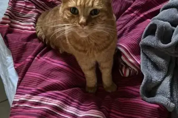 Chat roux tigré 13 ans perdu à Anet - photo