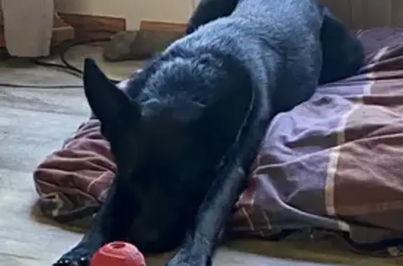 Lost: Friendly Black German Shepherd