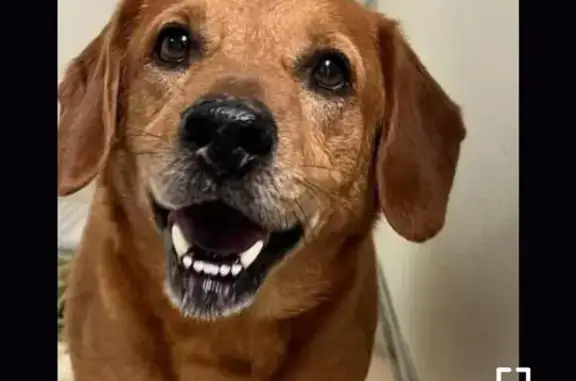 Lost Yellow Lab Mix: Help Find Gordan!