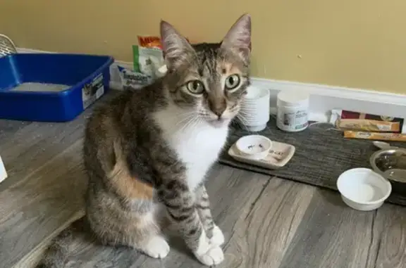 Lost Tri-Color Cat on 5th Ave, Wanaque