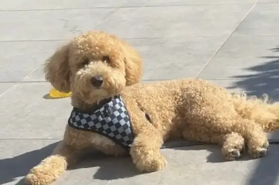 Help Find Arthur: Lost Mini Goldendoodle