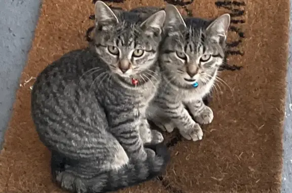 Found: Striped Kittens with Bell, Chicago