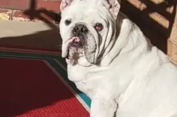 Missing: White Bulldog Duke in Aurora