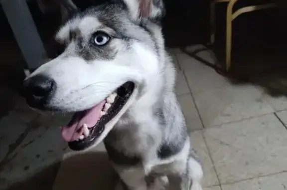 Help Find Cookie: Missing Husky in Chicago