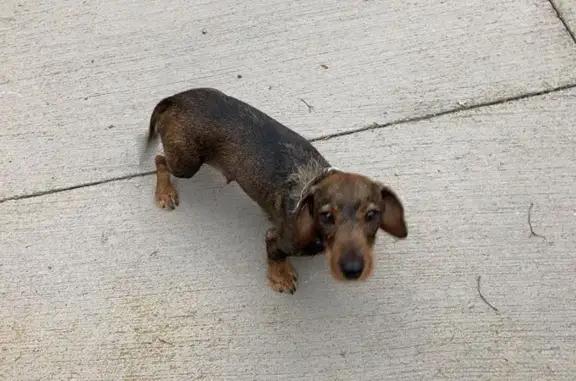 Perro Tekel Marrón Perdido en Gurb