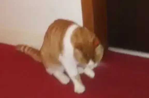 Chat trouvé Rezé, photo: Chat mâle blanc et roux trouvé à Rezé