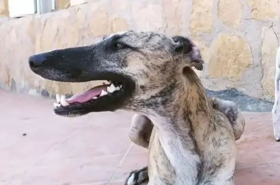 Perro Perdido: Galgo Español en Guardamar