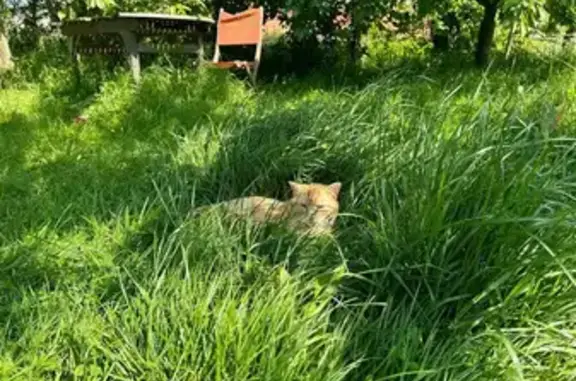 Chat roux perdu, Route de la Chênottée - photo