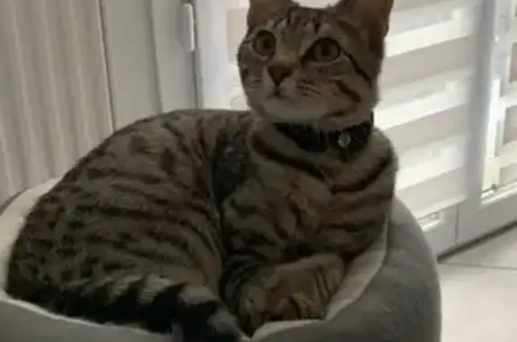 Animaux perdus Rillieux-la-Pape, photo: Chat européen perdu à Rillieux-la-Pape