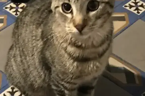 Jeune chat tigré trouvé à Tarare - photo