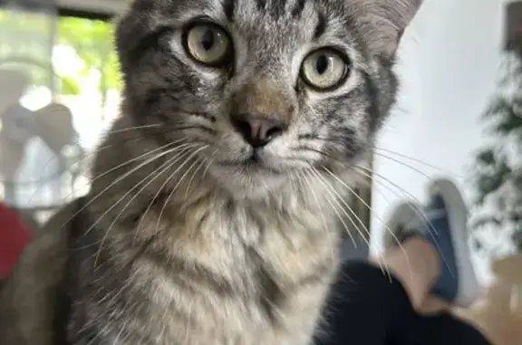 Animaux perdus Montréal, photo: Chat tigré gris perdu à Montréal