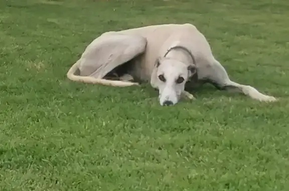 ¡Ayuda! Dos galgos robados en Rota