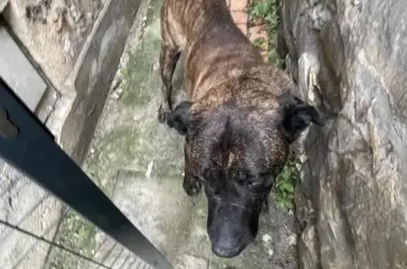 Chien type Malinois trouvé à Montereau - photo