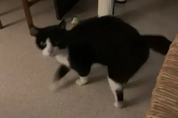 Chat noir et blanc trouvé à Asnières - photo