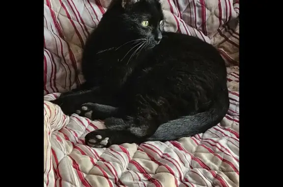 Animaux perdus Nogent-sur-Seine, photo: Chat noir mâle perdu, Nogent-sur-Seine