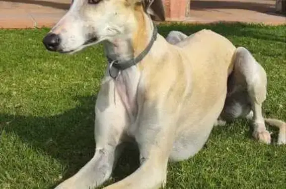 Perro Perdido en Rota: Galgo Español Canela